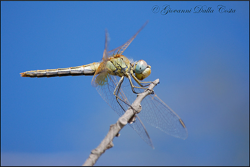 Sympetrum fonscolombii